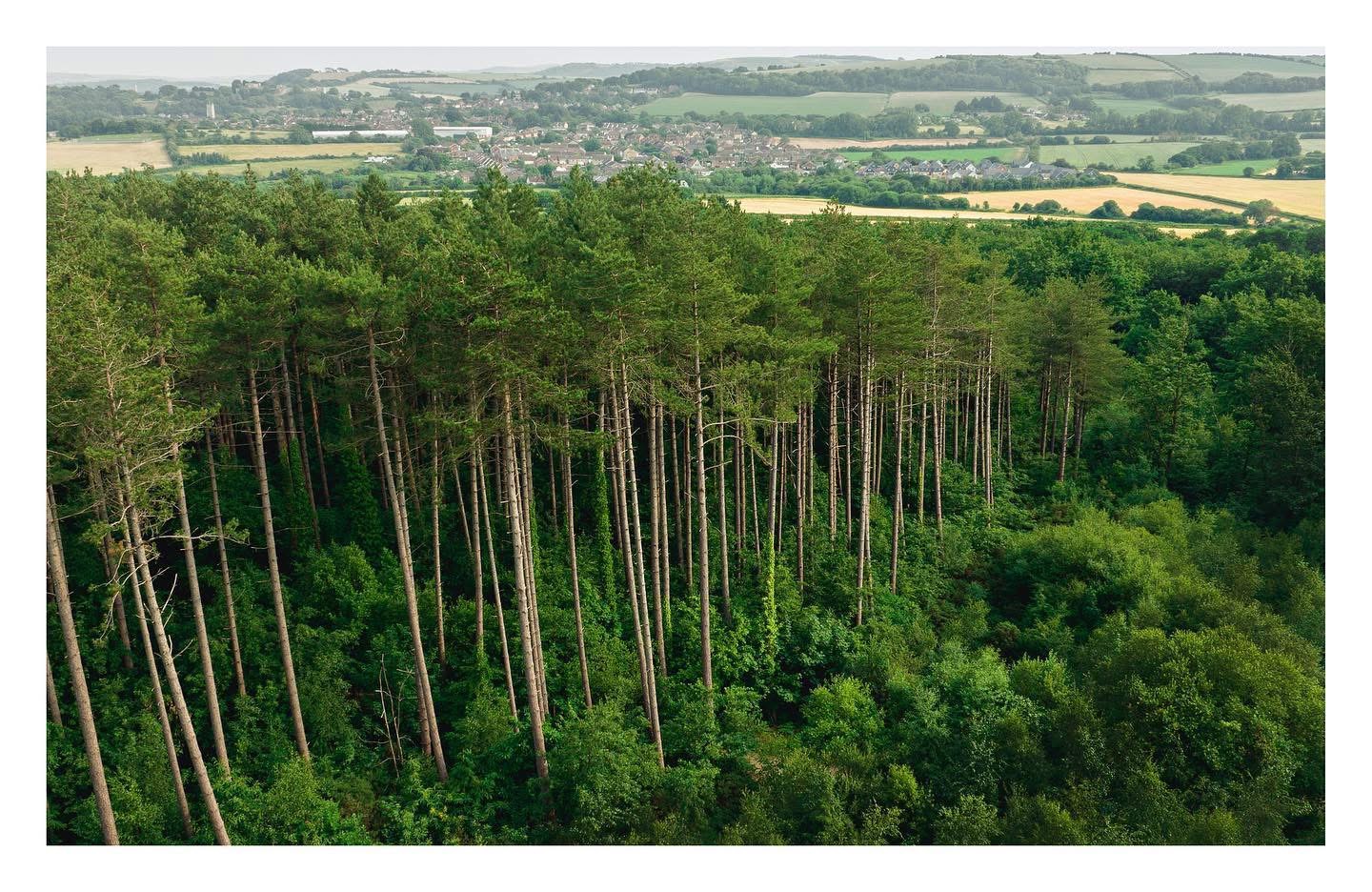 Pine forest valley, Isle of Wight — countryside photography by Samuel John Ford