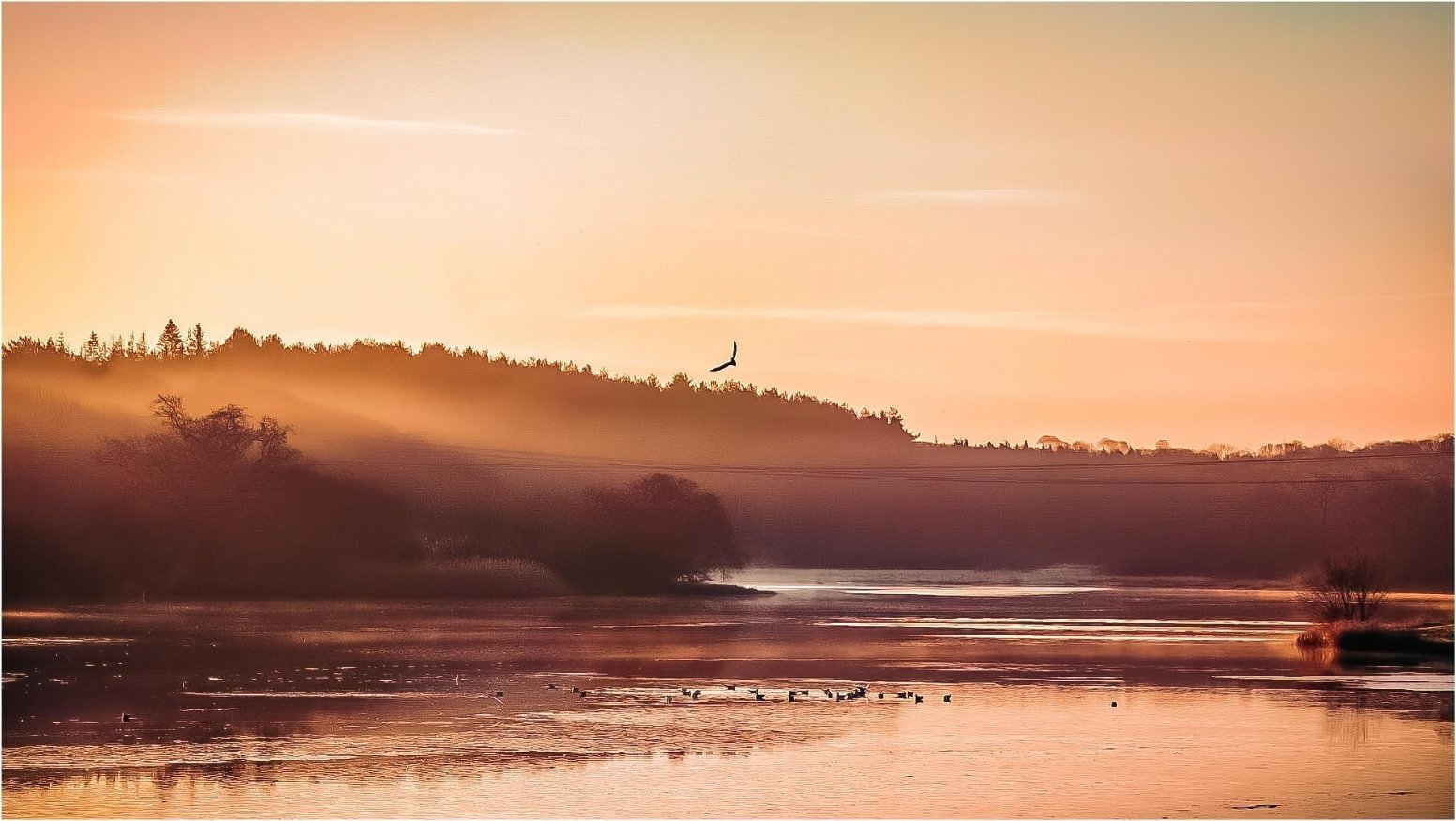 Golden sunrise over misty lake with wildfowl, Isle of Wight